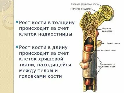 Рост кости в длину обеспечивается
