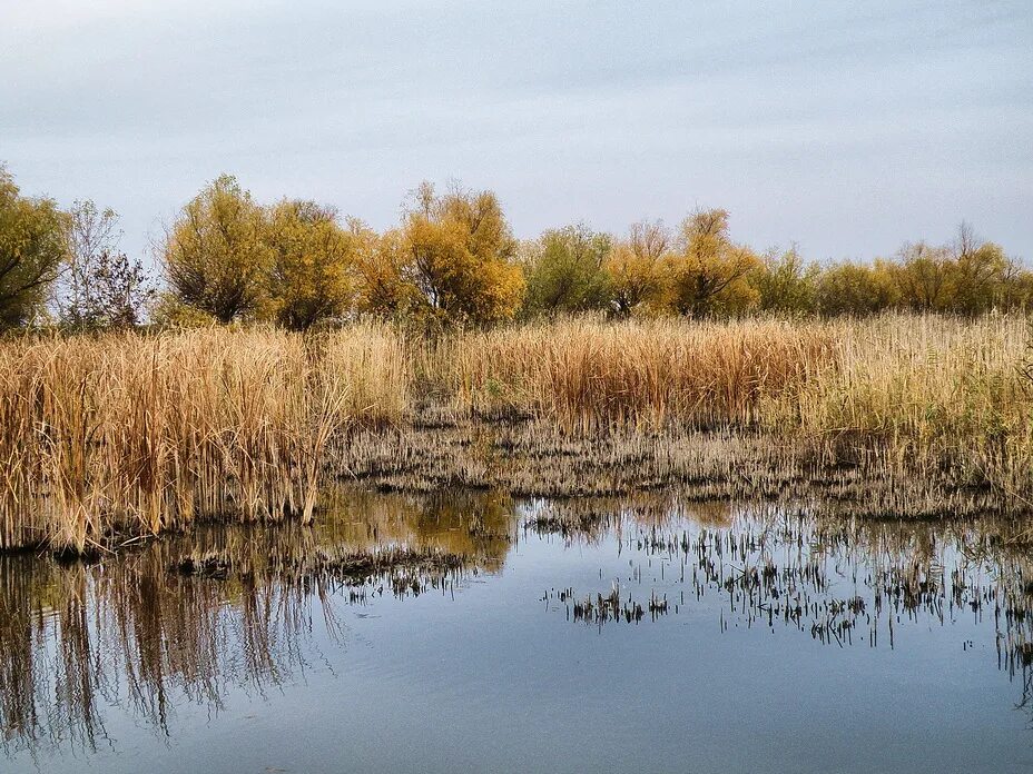 Плавни реки Анапка. Плавни реки Анапки что это. Плавни реки Анапа. Плавни Кубани.