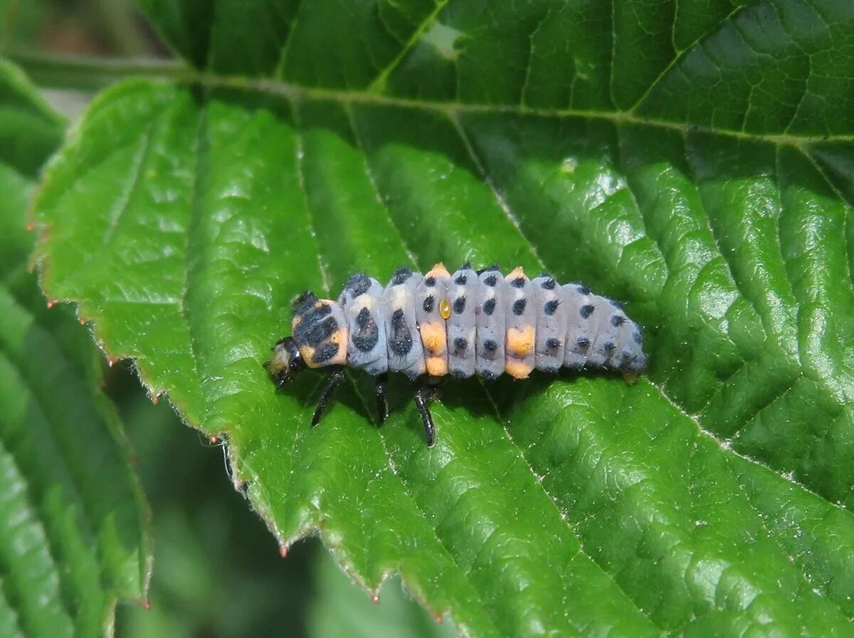Личинка двухточечной божьей коровки. Семиточечная коровка личинка. Личинка семиточечной божьей коровки. Личинка жука колорадского жука. Куколка колорадского жука.