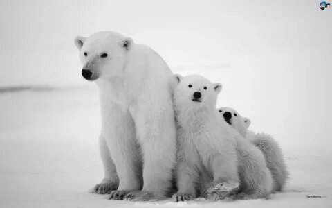Co ours