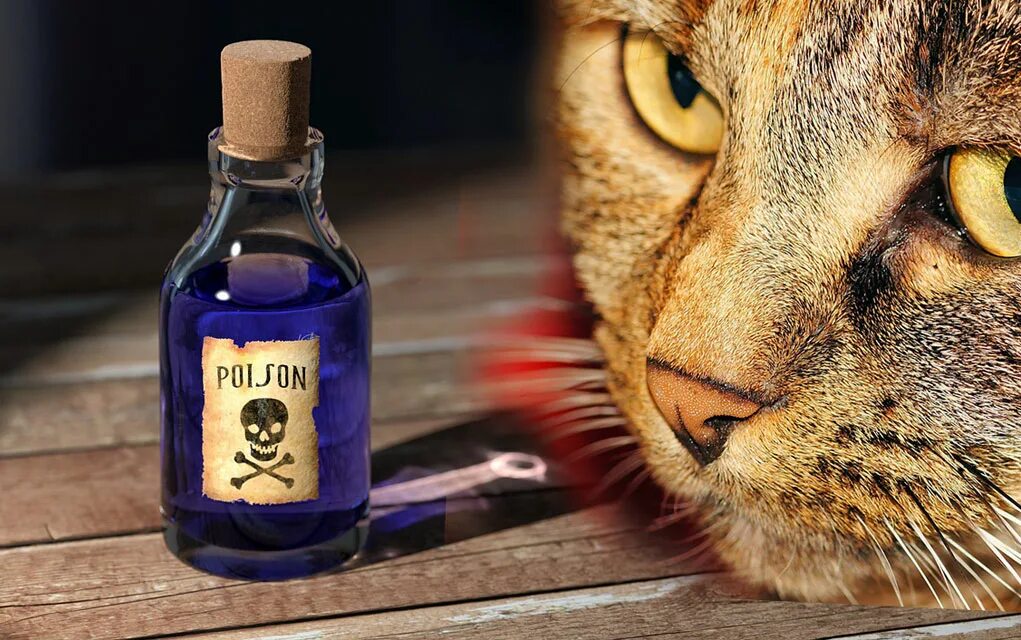 Poison look what the cat dragged in 1986. Poison cat. Футболка ядовитый / poisonous. People are poison футболка. Сладкое для кошек яд.