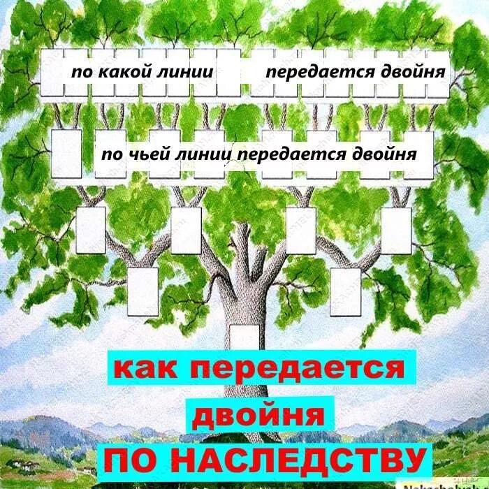 Двойня по какой линии. Как передается двойня по наследству. по какой линии передается двойня и близнецы. вероятность рождения близнецов по наследству. ген двойняшек как передается.