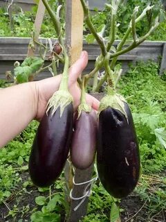 Какой баклажан посадить