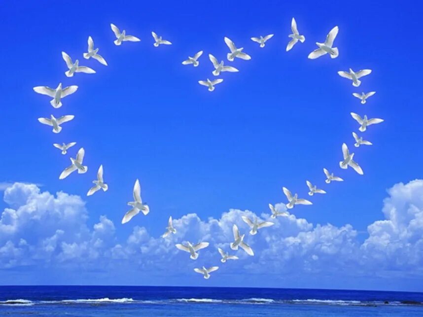 Красивые открытки. Желаю безоблачного счастья. Любовь ромашки природа. Счастье картинки. Поздравления с днём рождения.