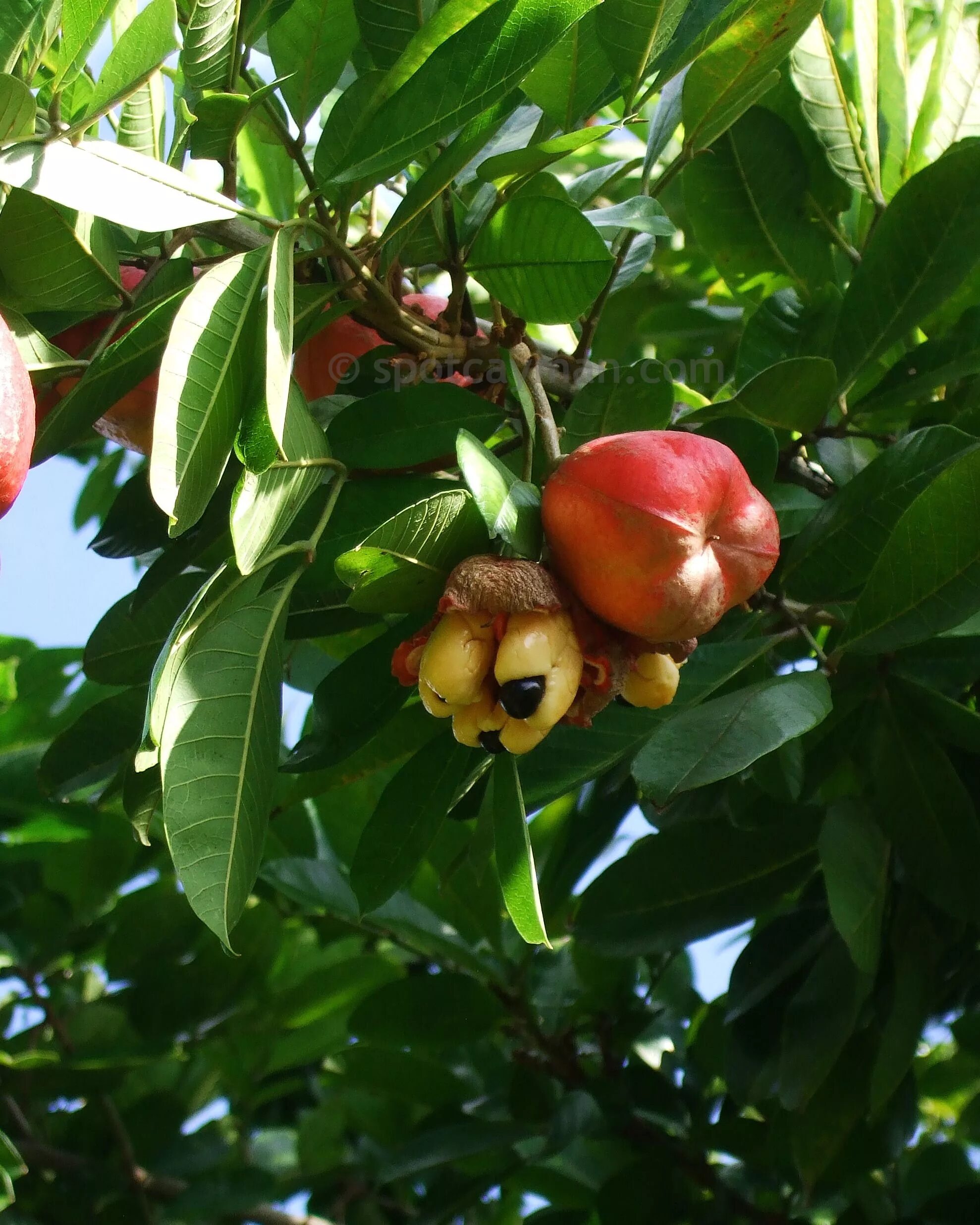 Плодовые растения Тайланда. Манговое дерево Мальдивы. Деревья на Бали. Гуава Куба дерево.