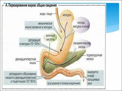 Время нахождения в желудке