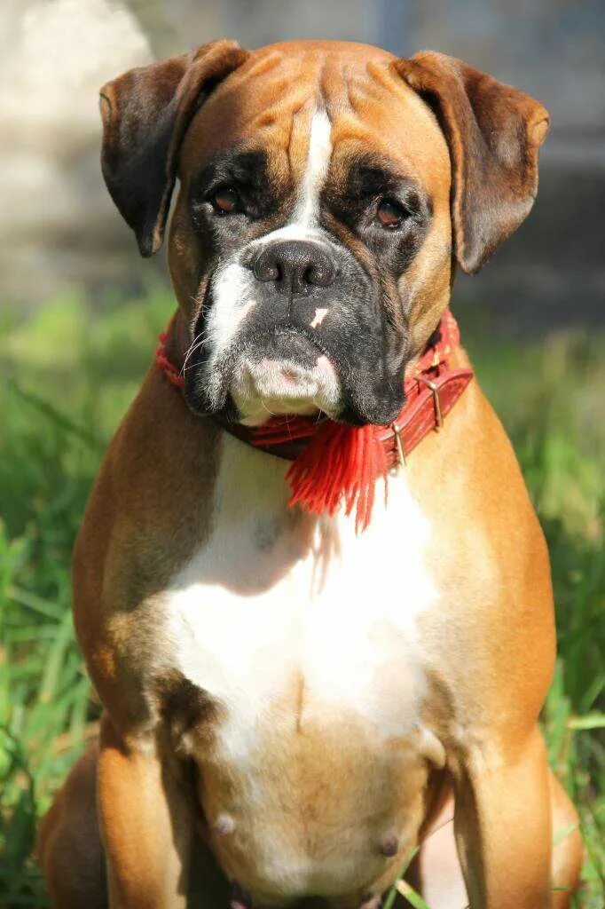 Boxer Dog Boxer dogs, Dogs, Animals