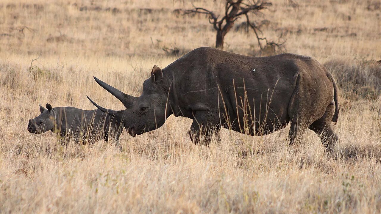 Носорог природная зона. Парк Серенгети носорог. Западноафриканский черный носорог. Камерунский черный носорог. Национальный парк Серенгети черные носороги.
