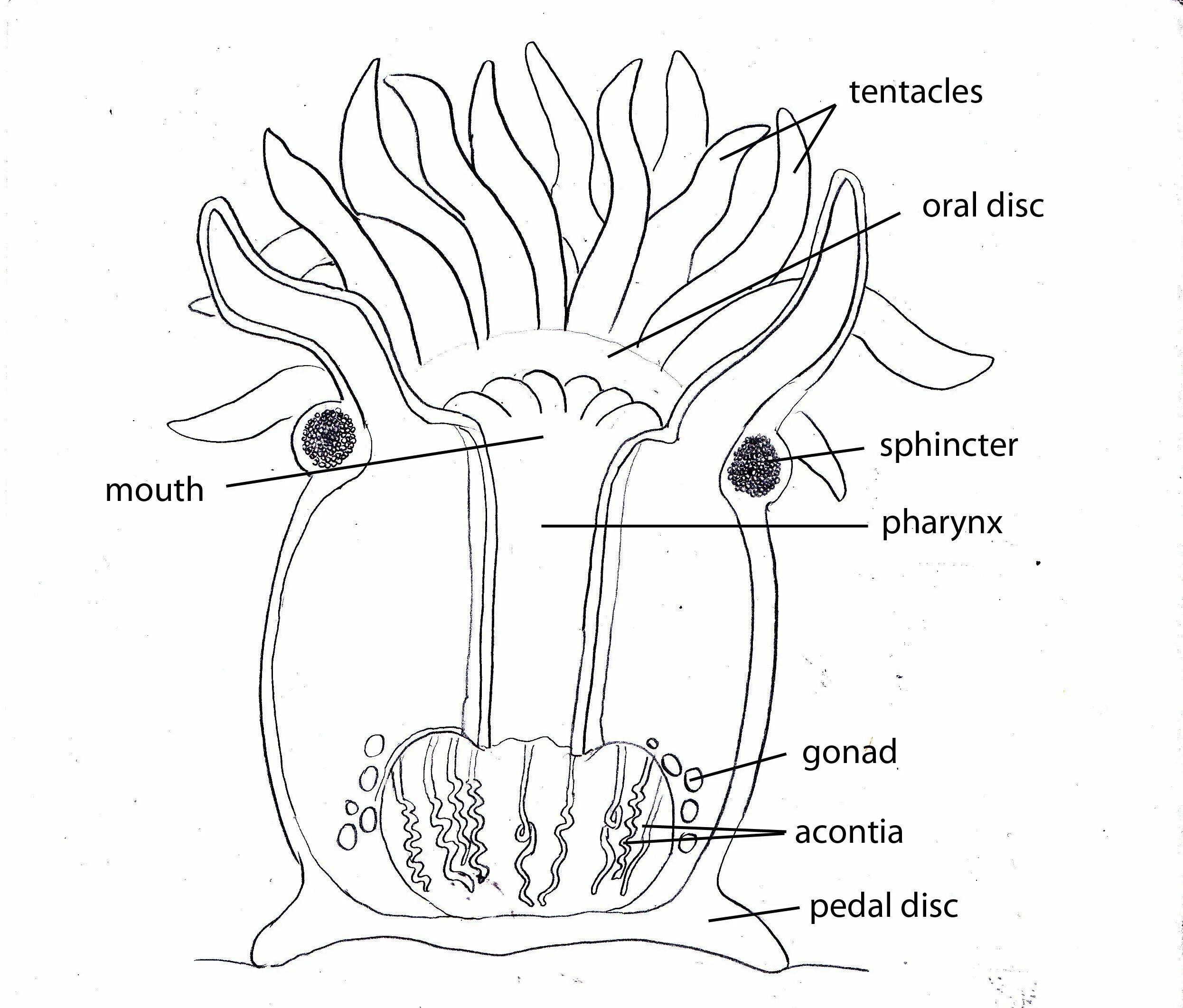 Коралловый полип анатомия. Коралловый полип актиния строение. Продольный разрез кораллового полипа. Продольный срез актинии.