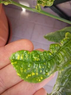 Plant viruses