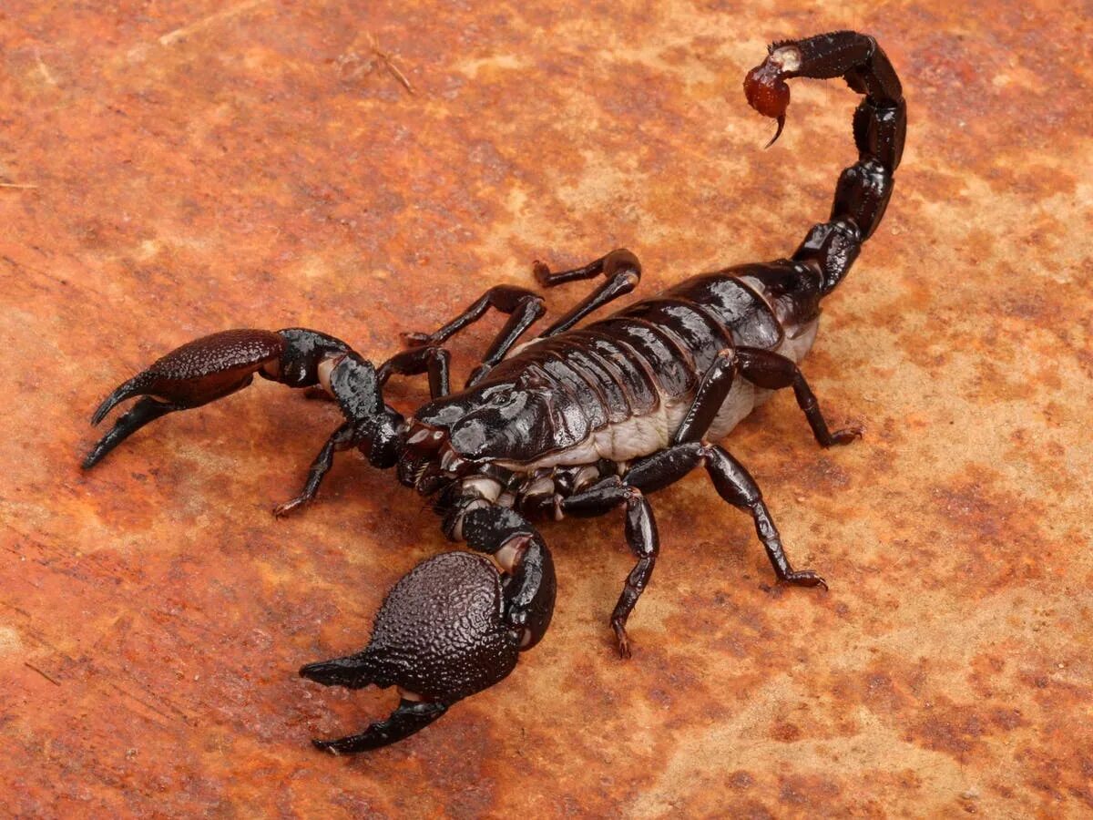 Animals scorpions. Скорпион пандинус Император. Стрипедтальский Скорпион. Императорский пандинус. Скорпион Heterometrus petersi.