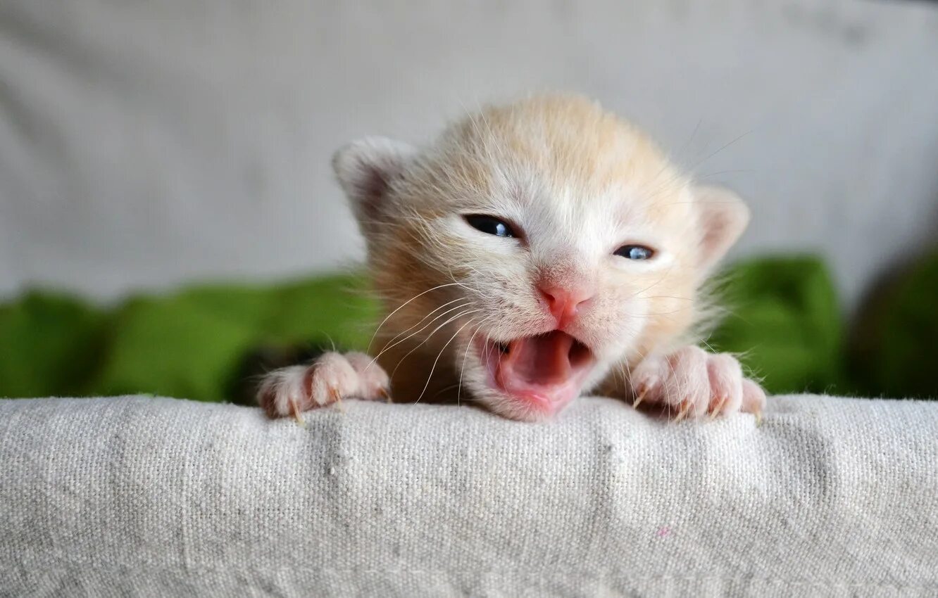 Маленькие котики. Маленький котенок. Малюсенькие котята. Кошки маленькие милые