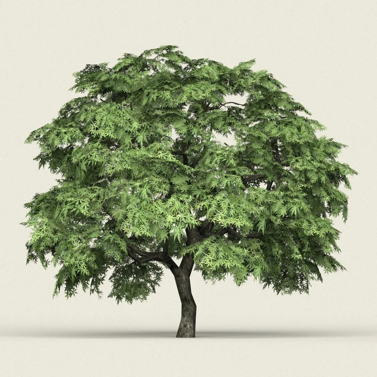 Дерево в 3 d. Tree 3ds Max. Дерево 3д модель. Деревья для 3d Max. 3д модель дерева fbx.