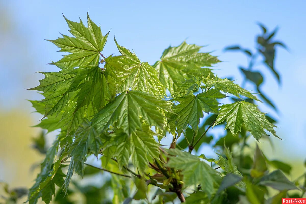 клен зеленый дерево. клен остролистный дебора. водяной клен зеленый. клён в субтропиках. листья небо.