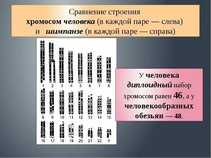 Сколько хромосом у гориллы