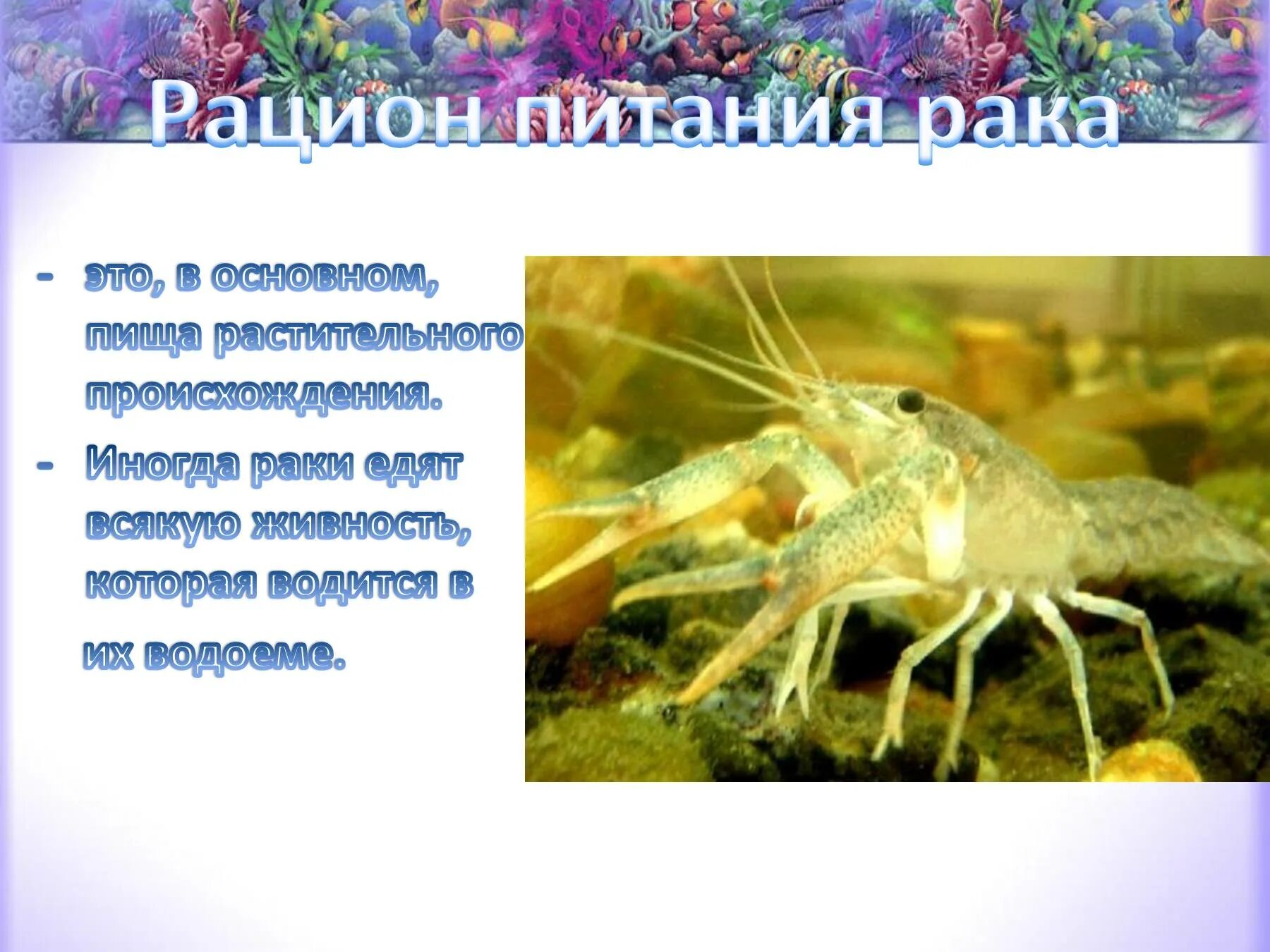 Интересные ракообразные сообщение. Питание ракообразных. класс ракообразные питание. ракообразные слайд. ракообразные презентация.