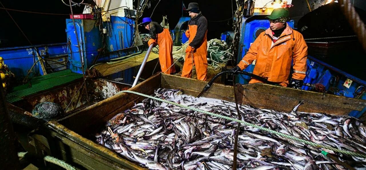 Минтай охотского моря. Вылов минтая. Минтай улов. Промысел минтая в охотском море. Промысловые рыбы охотского моря.