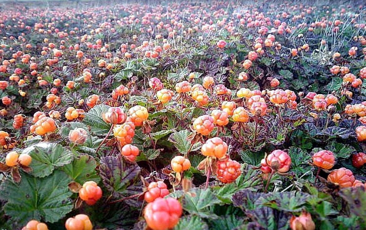 голубика и брусника в тундре. что выращивают в тундре. что выращивают в тундре. что выращивают в тундре. морошка ягода в тундре.