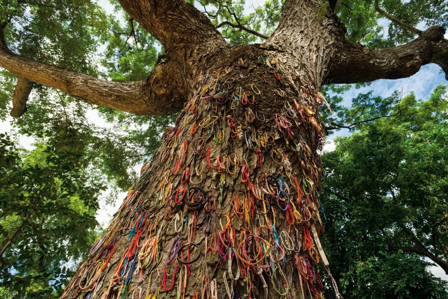Как называется дерево которое. Деревья treepod. дерево адама. дерево жизни. wise дерево.