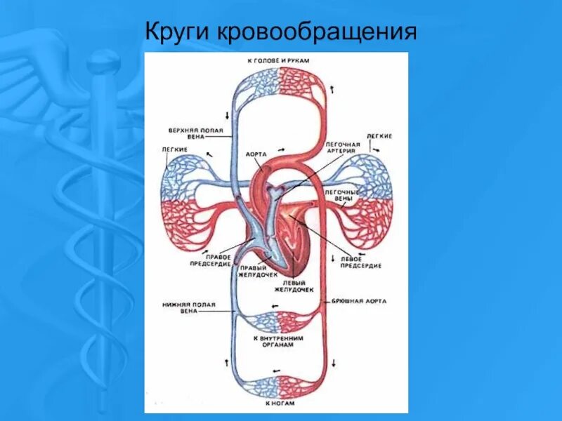 Кровообращение человека последовательность. Артерии большого и малого круга кровообращения схема. Схема малого круга кровообращения. Малый круг и большой круг кровообращения. Схема малого круга кровообращения схема.