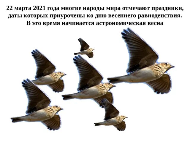 День жаворонка. Весеннее равноденствие Жаворонки. Жаворонок на день весеннего равноденствия.