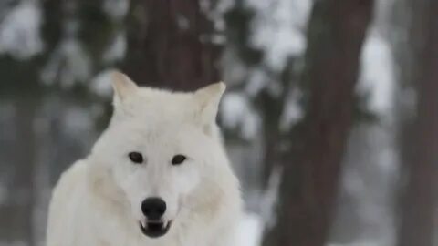 Kira winter легенда о белом волке