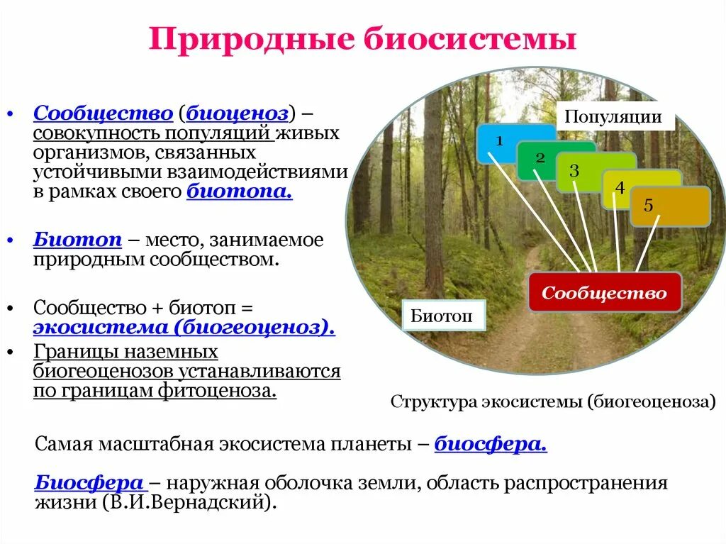 Биосистемой является