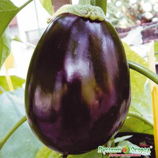 Какие бывают сорта баклажанов фото Benefits of , also popular as brinjal, is one of the very low-ca