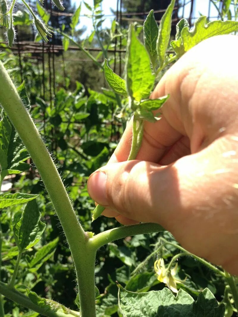 Grow your own beefsteak tomatoes - Part 3: Staking & pruning Pruning tomato plan