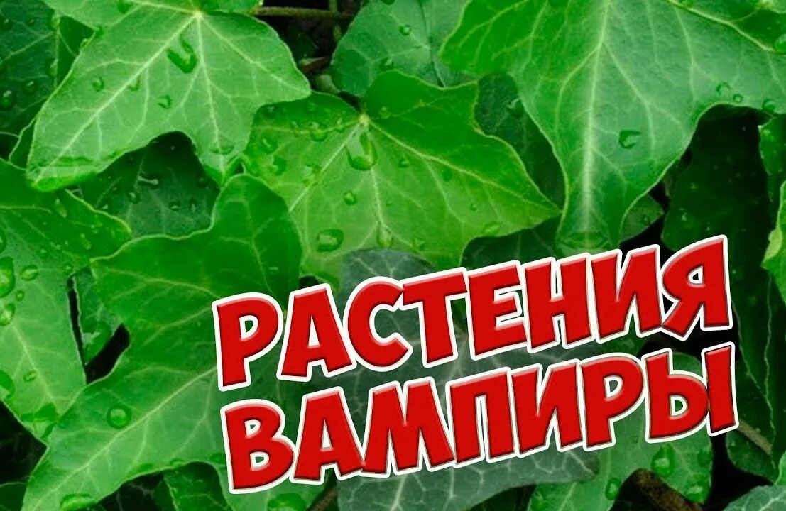 Растения доноры. Комнатные растения вампиры. Цветок вампир комнатный. Комнатные растения вампиры фото.