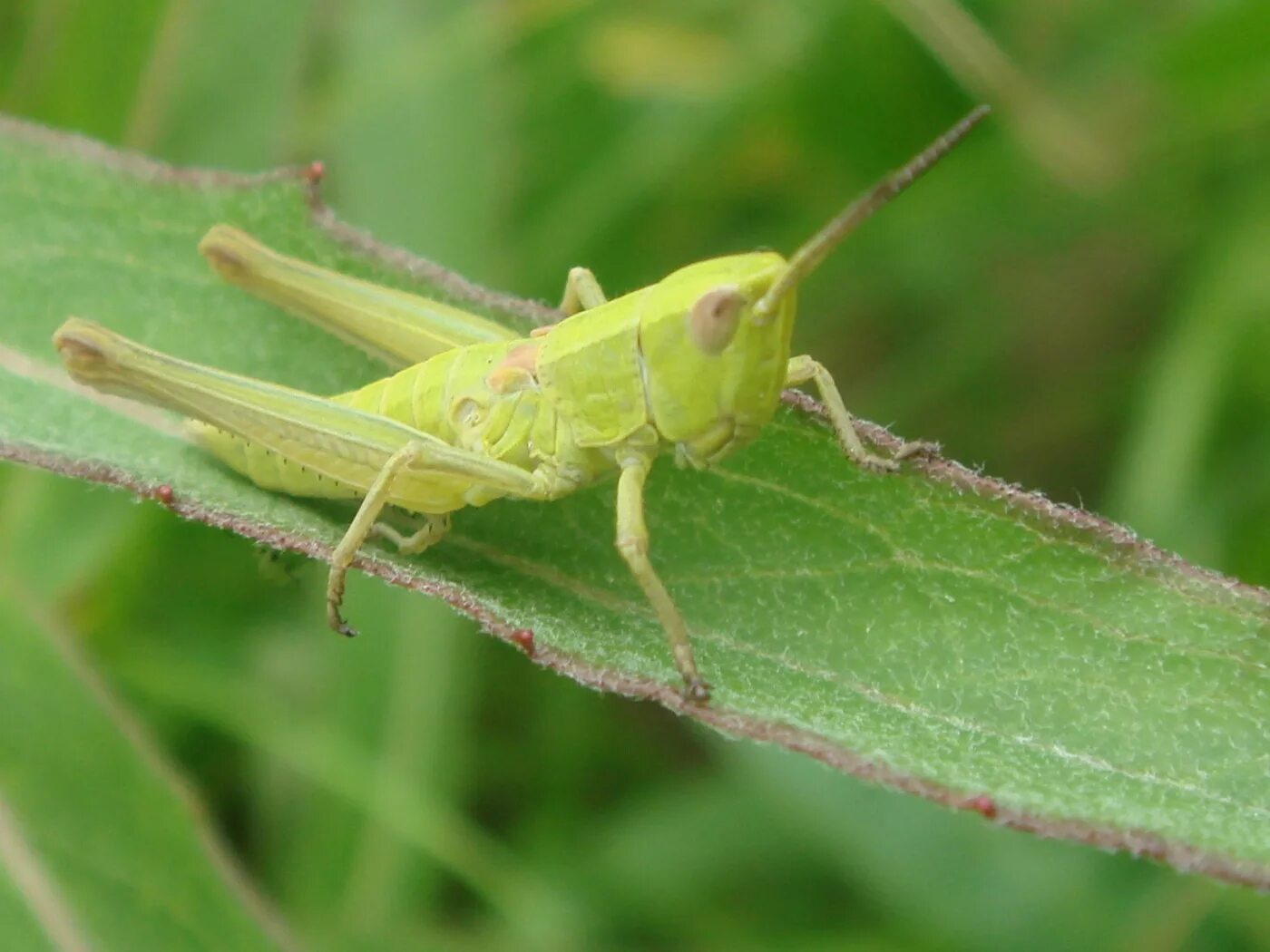 Цикада прямокрылые. Открытая куколка. Саранча, кузнечики, медведка. Прямокрылые тип куколки. Прямокрылые тип куколки.