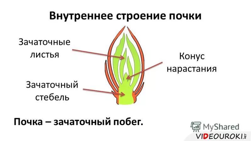 Нарастание листа. Строение почки растения конус нарастания. Строение, расположение почек. Конусы нарастания.. Вегетативная почка конус нарастания. Строение почки конус нарастания.