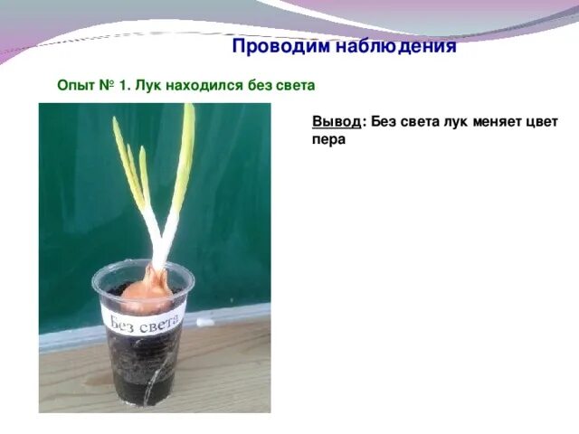 Лук эксперимент по биологии 5. Опыт с луком. эксперимент с луком. опыт с луком на свету и в темноте. опыт с луковицей по биологии.