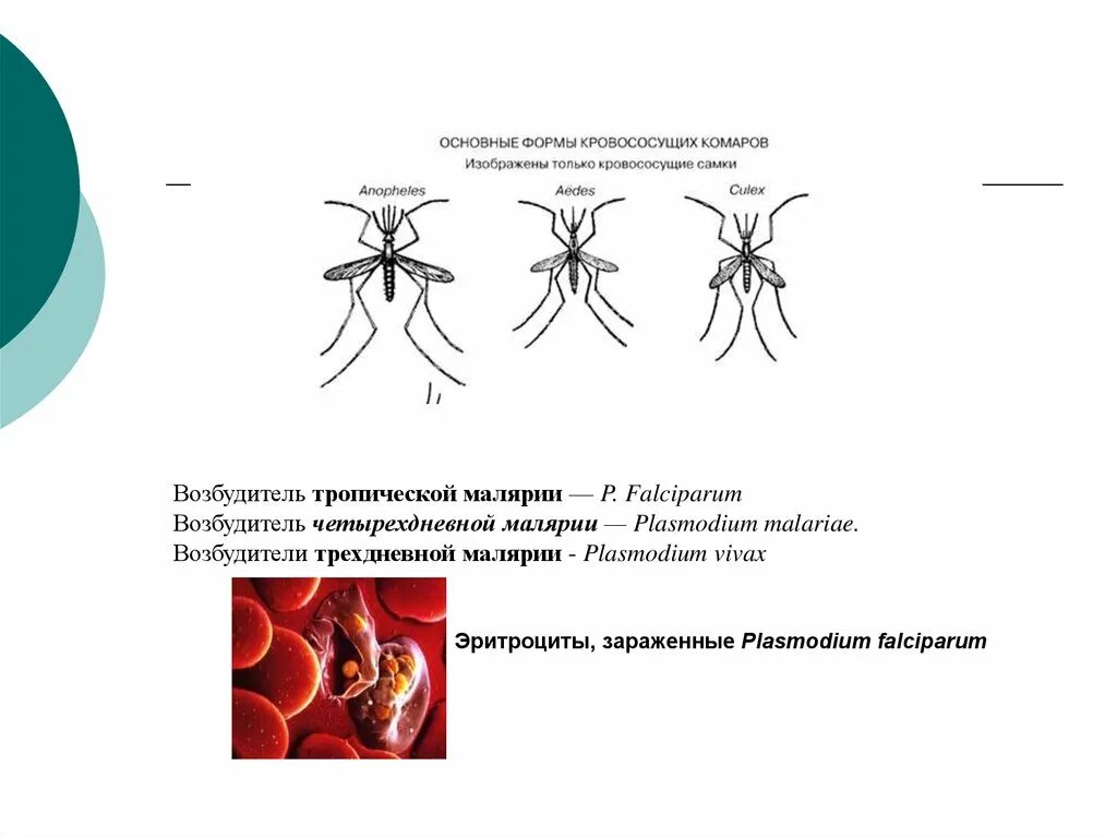 Возбудитель передается через укусы насекомых. Возбудитель четырехдневной малярии. Возбудитель тропической малярии. Тропическая малярия возбудитель картинки.