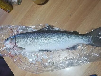 Белорыбица где водится и что за рыба