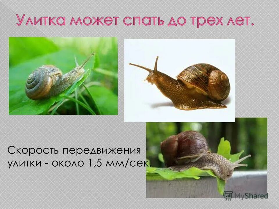 задачи про скорость улитки.