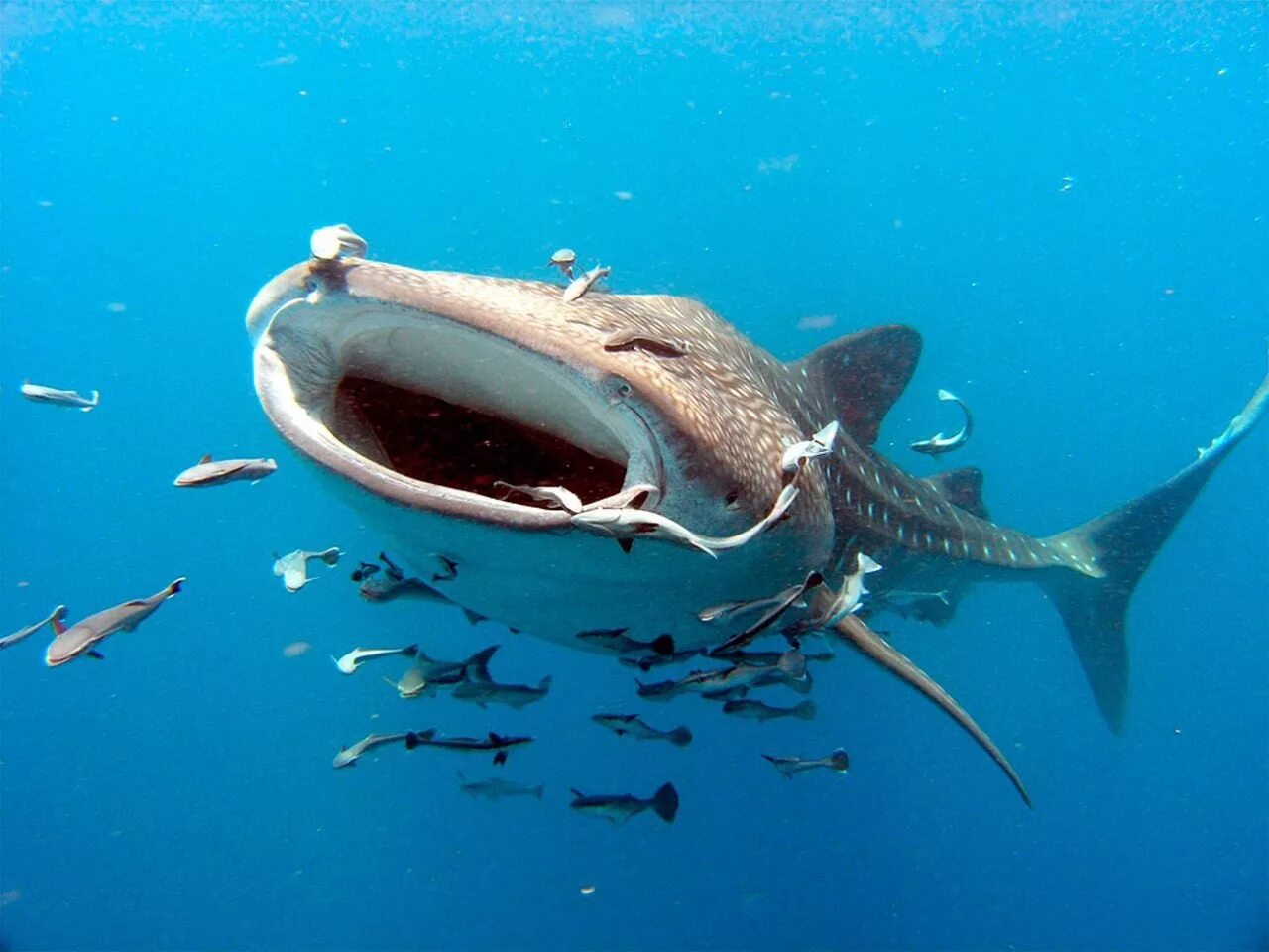 Рыбы по знаку зодиака. Какая рыба меньше живет. Китовая акула хищник. Какая рыба меньше живет. Какая рыба меньше живет.