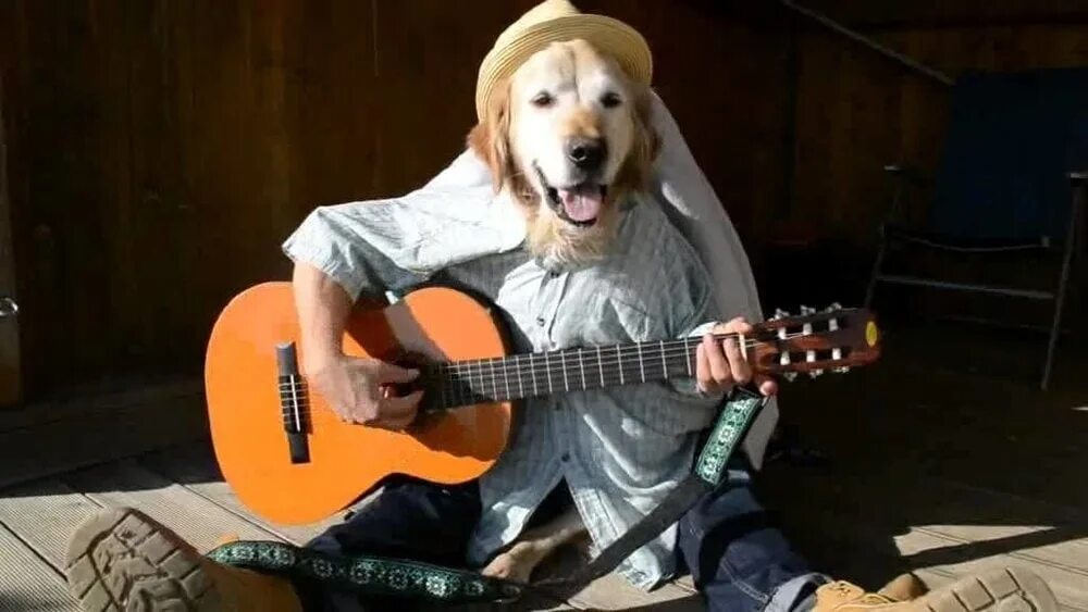Видео собачка песня. Собака с гитарой. Собака поет. Животные с гитарой. Пёс с гитарой.