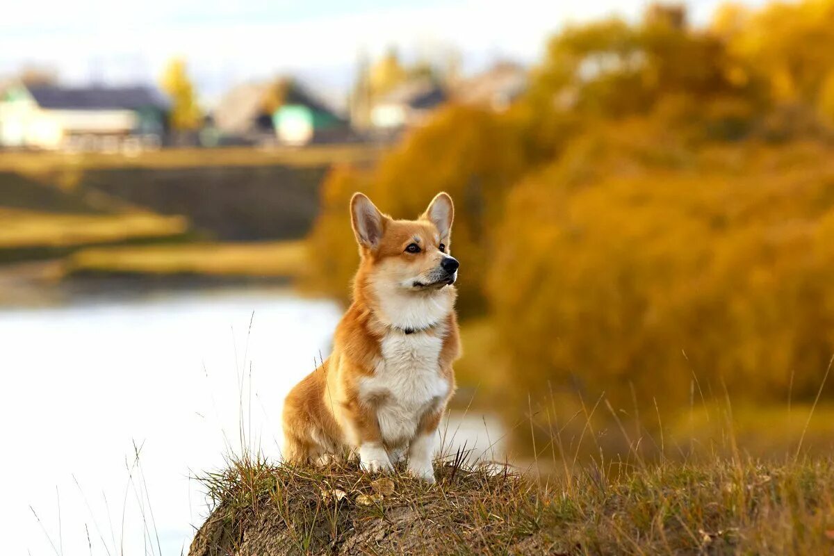 Вельш-корги. Корги пемброк. Вельш корги рыжий. Корги гладкошерстный. Метка зверя корг