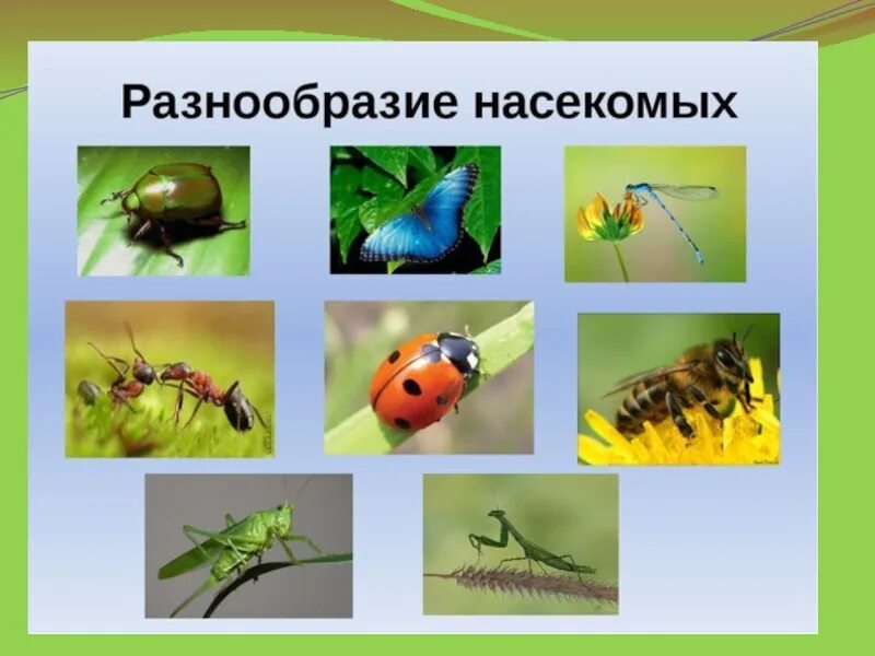 Насекомые. Многообразие насекомых. Насекомые окружающий мир.