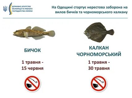 Во время нереста рыб запрещено ловить