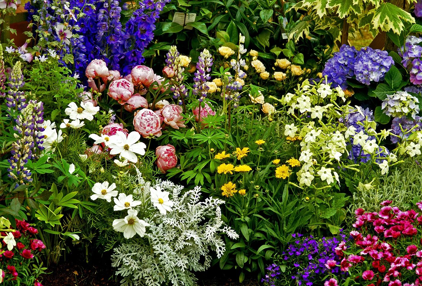 Цветник из многолетников. Цветник миксбордер из многолетников. Цветник из многолетников. Цветник из многолетников. Алиссум и хосты.