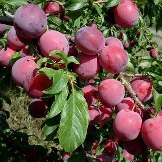 Китайская алыча