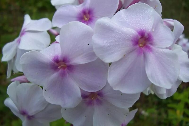 Флокс метельчатый атлант. Флокс атлант. Флокс атлант. Флокс атлант. Флокс атлант.