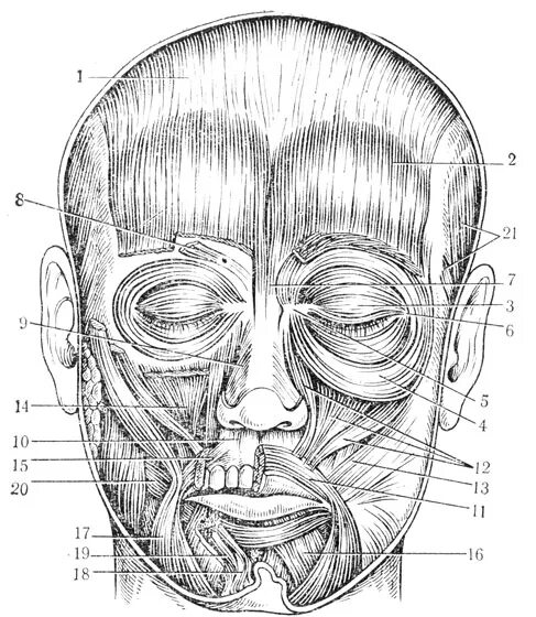 Лицо часть головы человека. Мимические мышцы лица анатомия атлас. Мимические мышцы головы и шеи. Мышцы лица человека сбоку. Мимические мышцы головы и шеи анатомия.