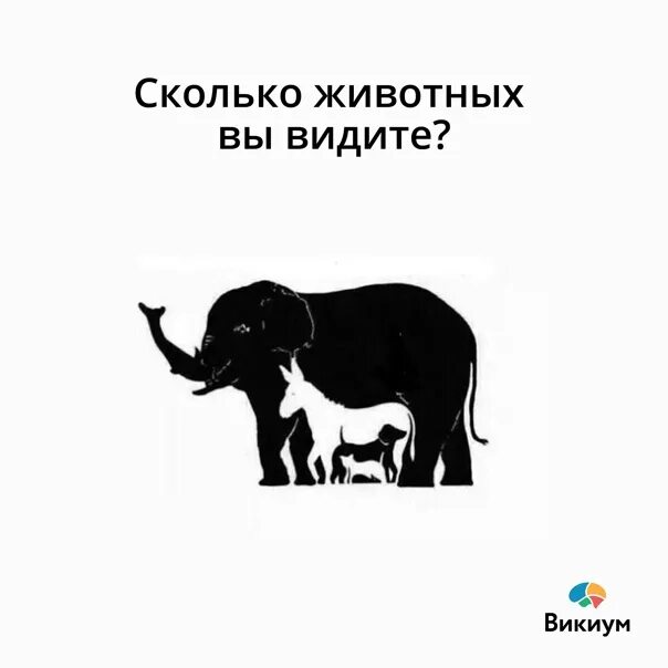 Сколько видите на картинке. Сколько животных на картинке. Сколько живетный на картинке. Сколько животных вы видите. Сколько животных вы видите на картинке.