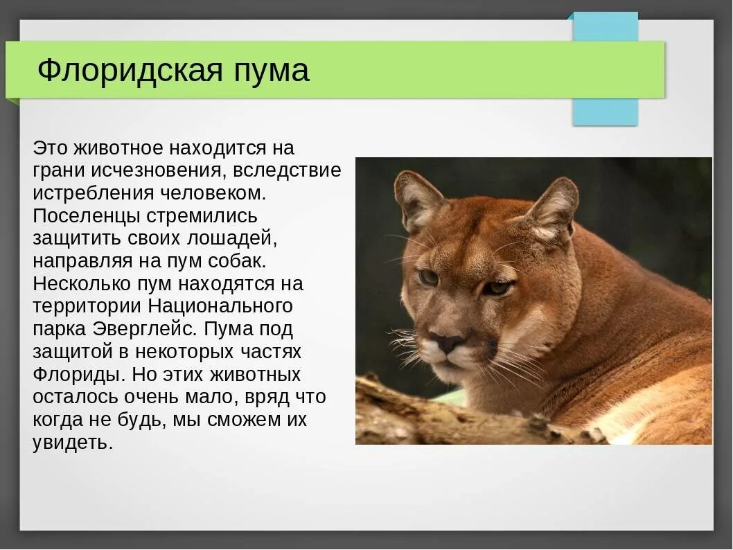 На каком материке обитает пума. Животные красной книги России Флоридская Пума. Флоридская Пума из красной книги России. Флоридская Пума красная книга. Флоридская Пума красная книга краткое.