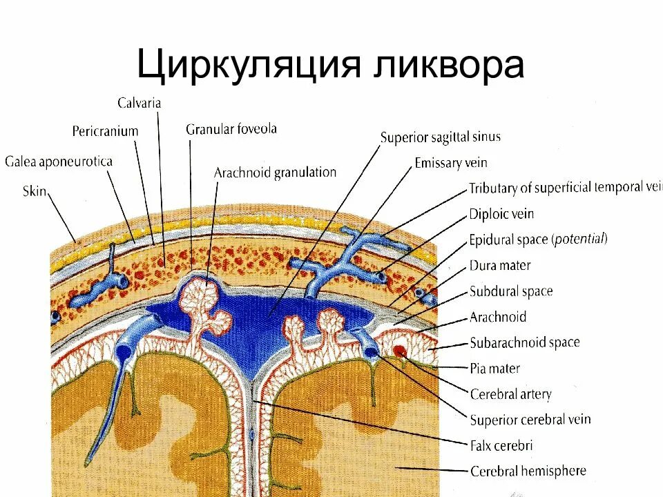 Что такое ликвор в головном мозге. Пути оттока ликвора схема. путь спинномозговой жидкости. схема образования спинномозговой жидкости. схему оттока цереброспинальной жидкости..