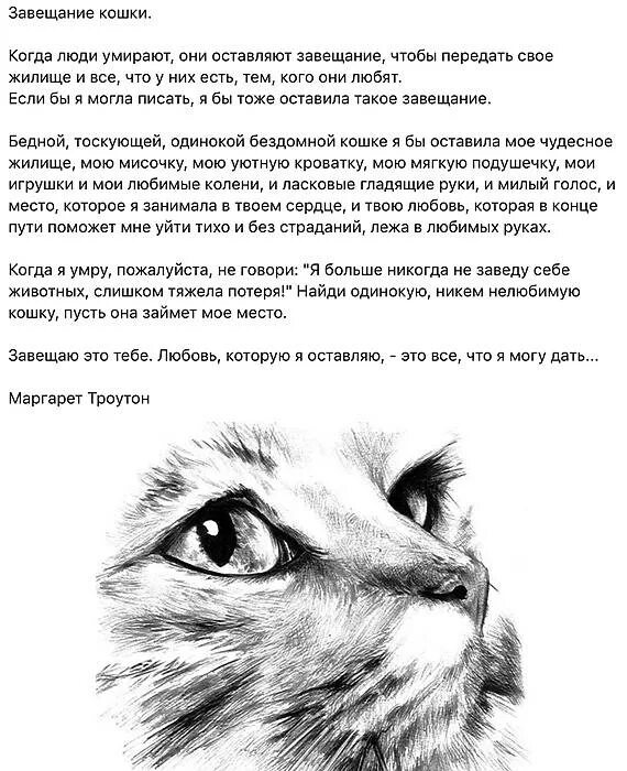 На сколько кот может уйти из дома. Завещание кошки. стихи на смерть кота. стихи потеря любимого питомца.