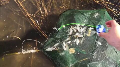 Можно ли ловить рыбу экраном